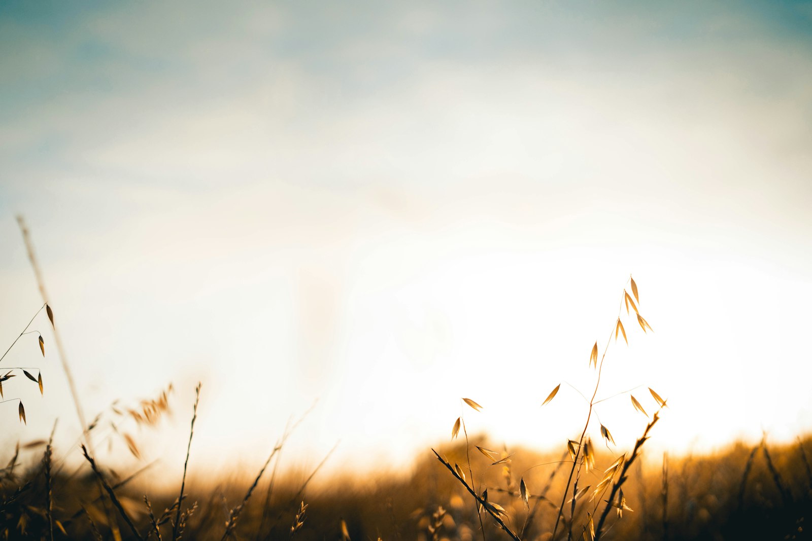 Closeup photo of brown grass