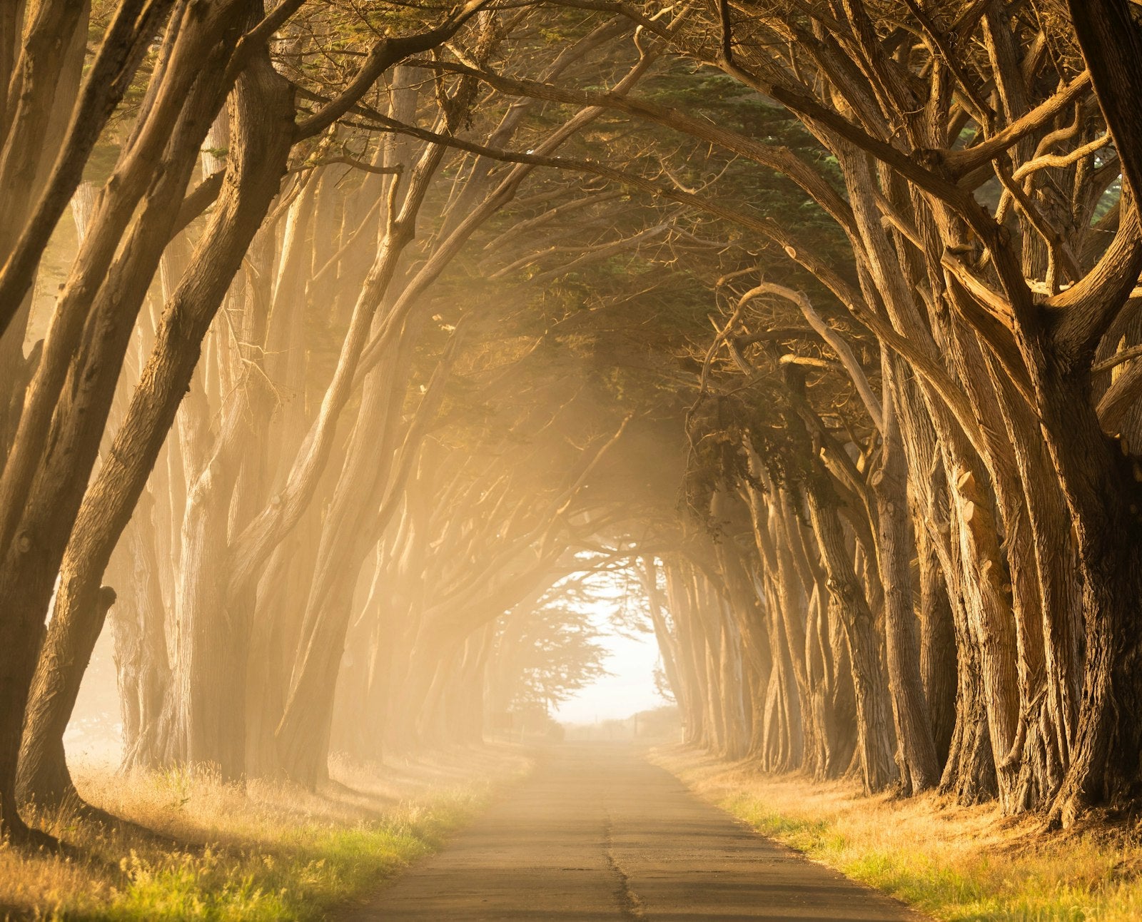 Empty street between tall trees during golden hour