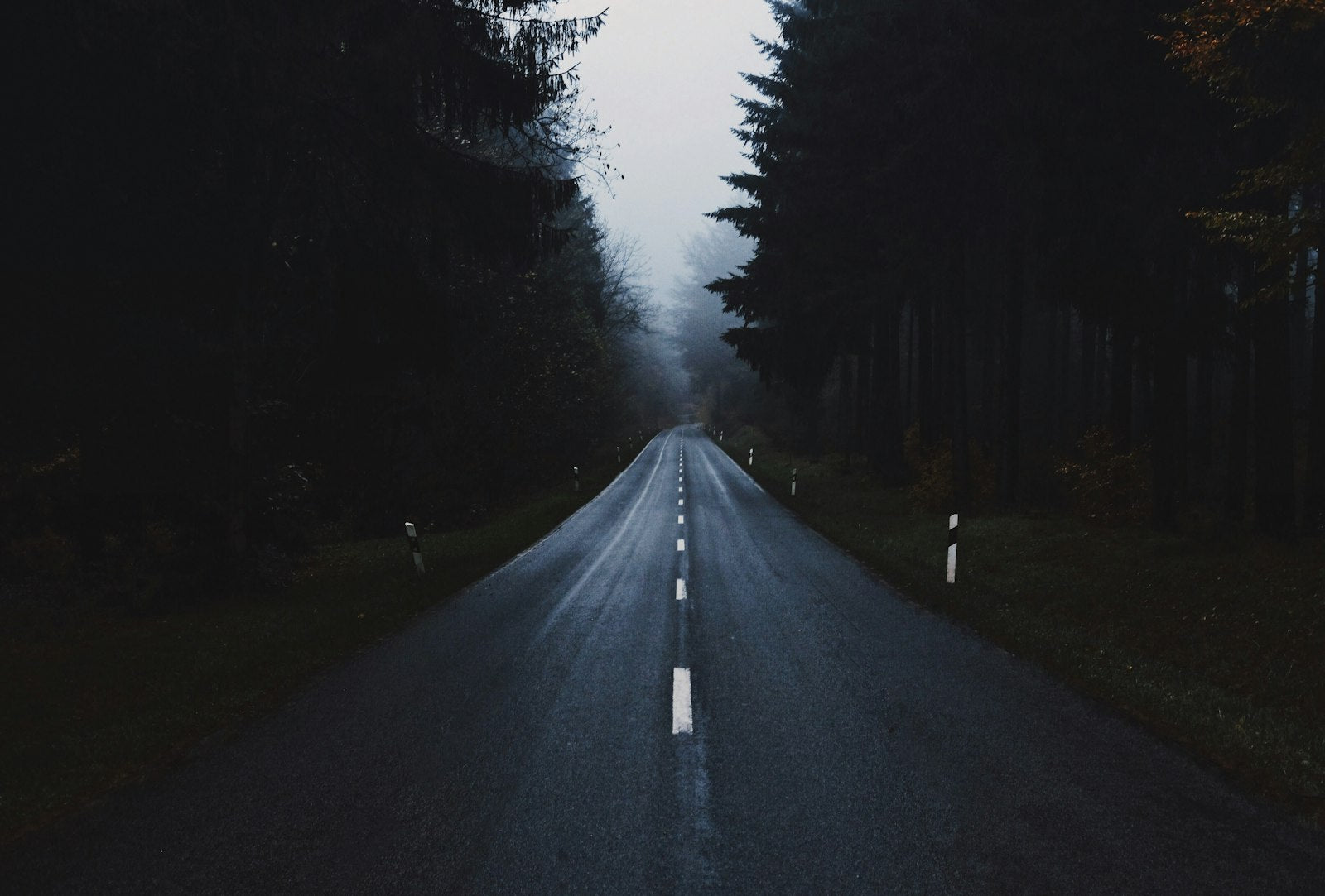 Gray concrete road between trees at daytime