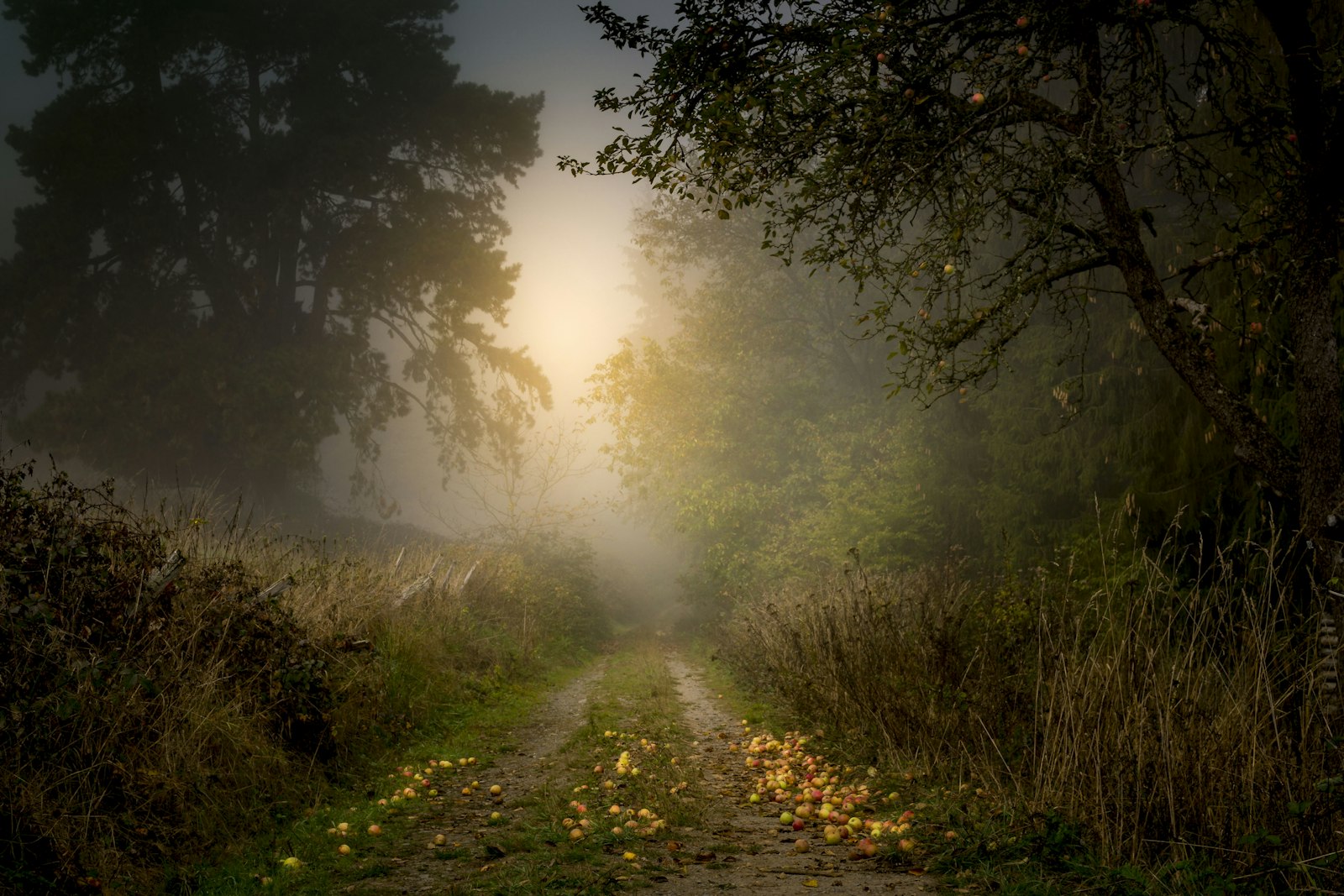 Dirt road between green trees during daytime